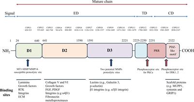 Nerve-Glial antigen 2: unmasking the enigmatic cellular identity in the central nervous system